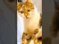 Funniest Dog Vs Cat Video Bosslevel Whatsappstatus Funny Viralvideo