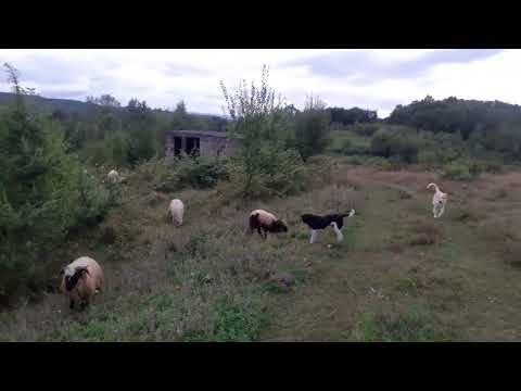 Ovce metilj je opasan za ovce - 1.8.2023.