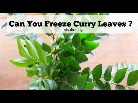download lagu mp3 mp4 Can You Freeze Curry Leaves, download lagu Can You Freeze Curry Leaves gratis, unduh video klip Can You Freeze Curry Leaves