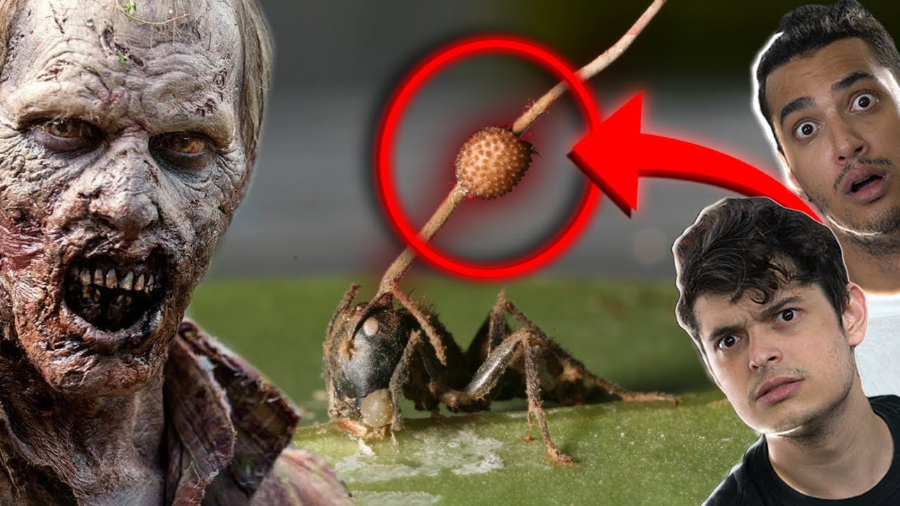 4 ZUMBIS QUE EXISTEM DE VERDADE