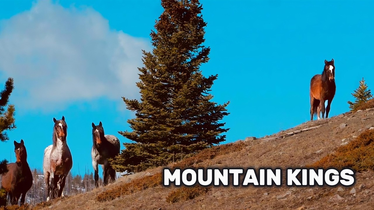 Pegasus and Poseidon | Mountain Kings on the Ridge | Wild Horses of Alberta