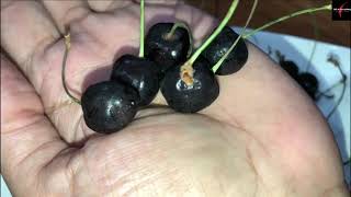 Best Method to Plant Black Cherries from Seeds !