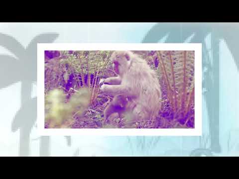 WARMI - Makak (prod. Bone Beats)