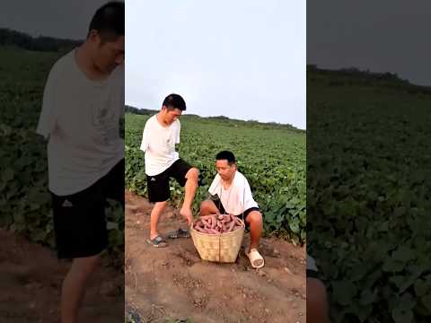 #shorts #agriculture #farming2024 #satisfying #machine #shot #EliteShortsUnleashed #3428