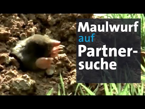 Maulwürfe: Jetzt machen sie ihre Hügel - was tun? | Abendschau | BR24
