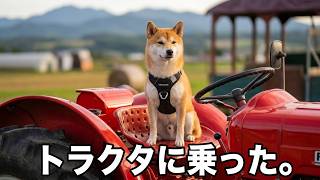 トラクタってみた。#柴犬#犬との暮らし#日常#面白い#かわいい#癒し#shibainu