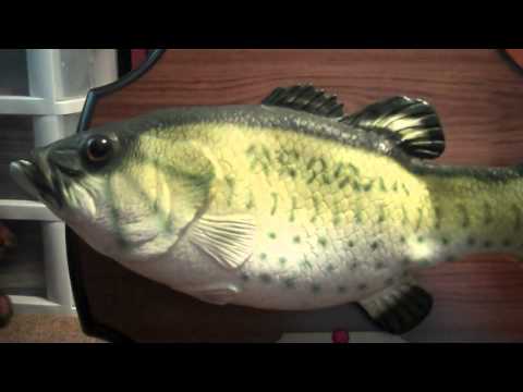 download lagu mp3 mp4 Big Mouth Billy Bass Singing Fish, download lagu Big Mouth Billy Bass Singing Fish gratis, unduh video klip Big Mouth Billy Bass Singing Fish