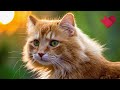 "Нераскрытые тайны": Кто такие кошки 