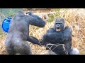 Silverback Gorilla Adores His Silly Son | The Shabani Group