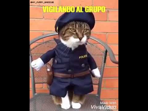 Oficial onrrado gato