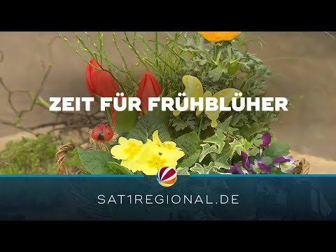 Die Frühblüher sind los: Blumen, die auch bei Kälte gedeihen