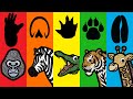 What Animal Is It Guess The Animal By Their Footprints Learn About Wild Animals