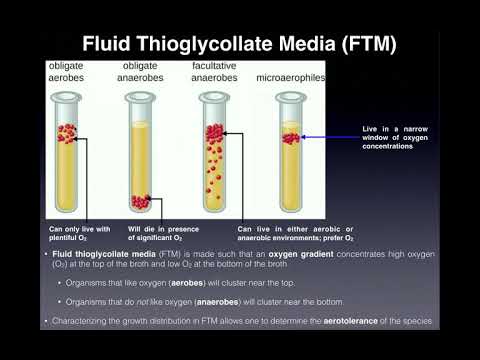 Basics of Fluid Thioglycollate Media (FTM) | With Examples