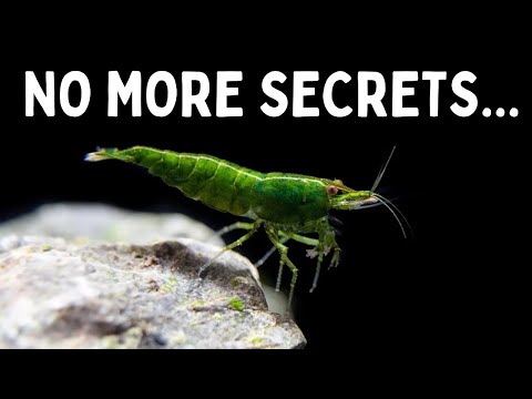 Everything You Should Know Before You Get Shrimp! 7 Tips for Keeping Shrimp in an Aquarium