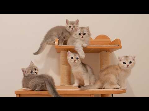 YouTube 썸네일