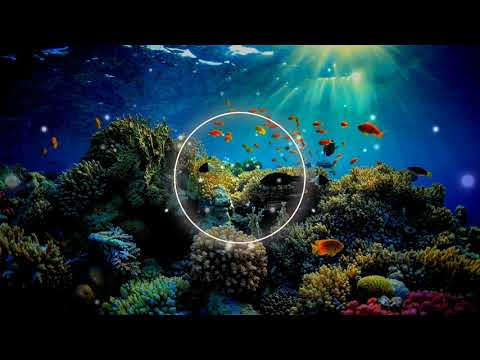 Manta Ray - Racing Extinction Soundtrack