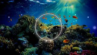 Manta Ray - Racing Extinction Soundtrack