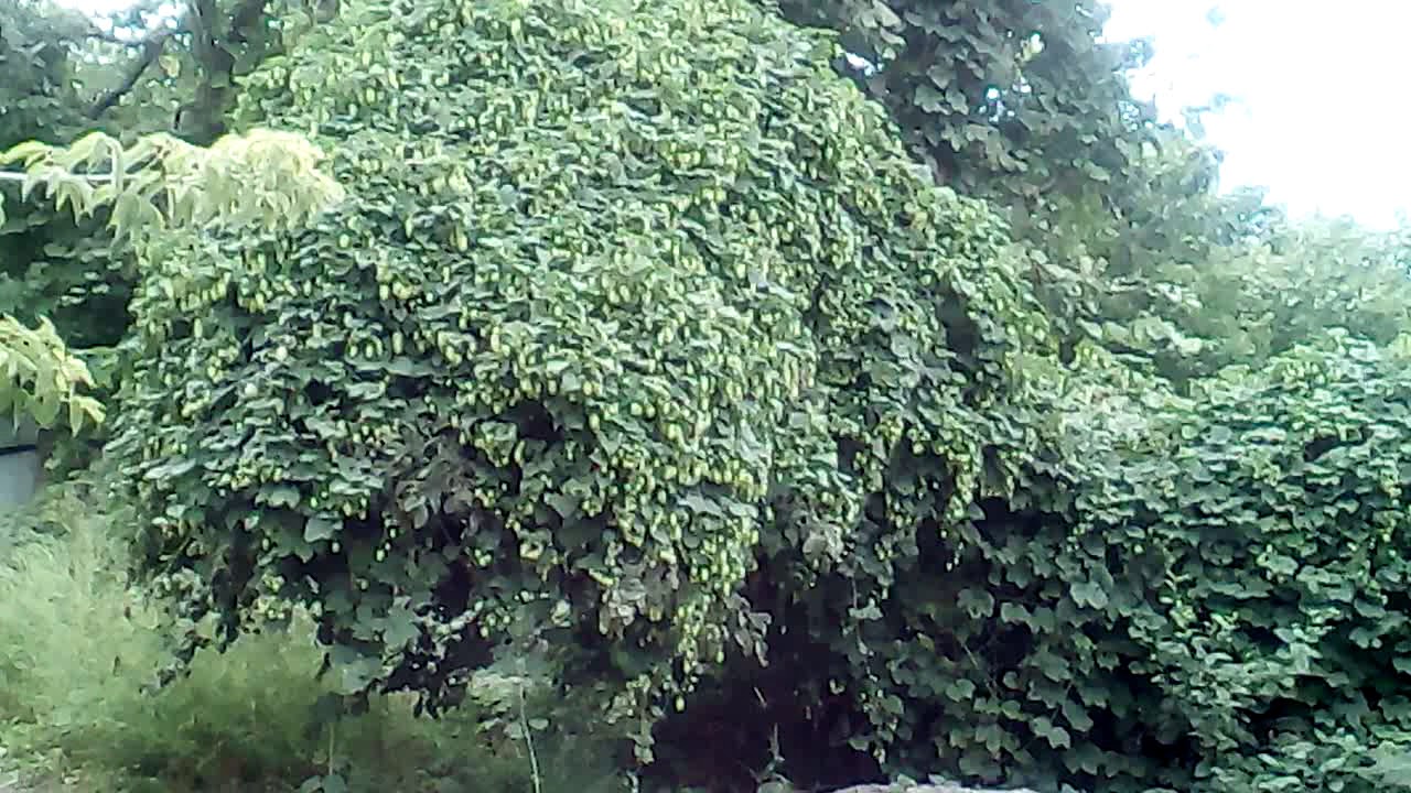 Огромный куст хмеля.