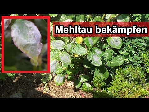 Mehltau an Rosen & anderen Pflanzen bekämpfen – Echten & falschen Mehltau entfernen mit Milch