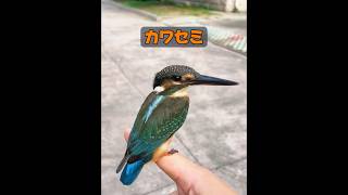 あれはハチドリですか？ #animals #動物プロダクション #自然 #動物 #癒し