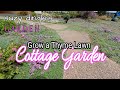 How to Grow a THYME LAWN