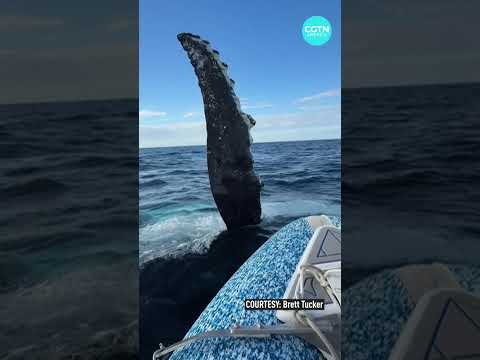 Humpback whales treat boaters to ocean spectacle