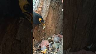 Download lagu Myna feeding one baby and two dead (p1) #viral #shorts #youtubeshorts #ytshorts #trending mp3
