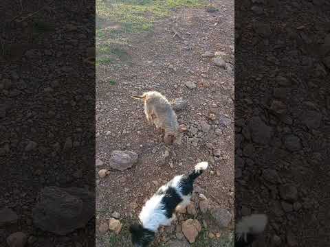 que paisagem linda aqui em três rancho bom demais