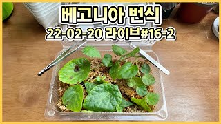 식물마켓후기&베고니아번식 라이브#16-2 (22-02-20)