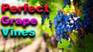 ESSENTIAL Grape Vine Growing Tips - That Really WORK