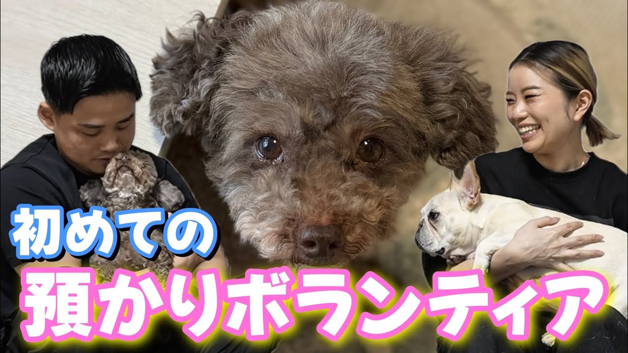 【ブリーダー廃業】レスキューされたトイプードルの里親探しをします