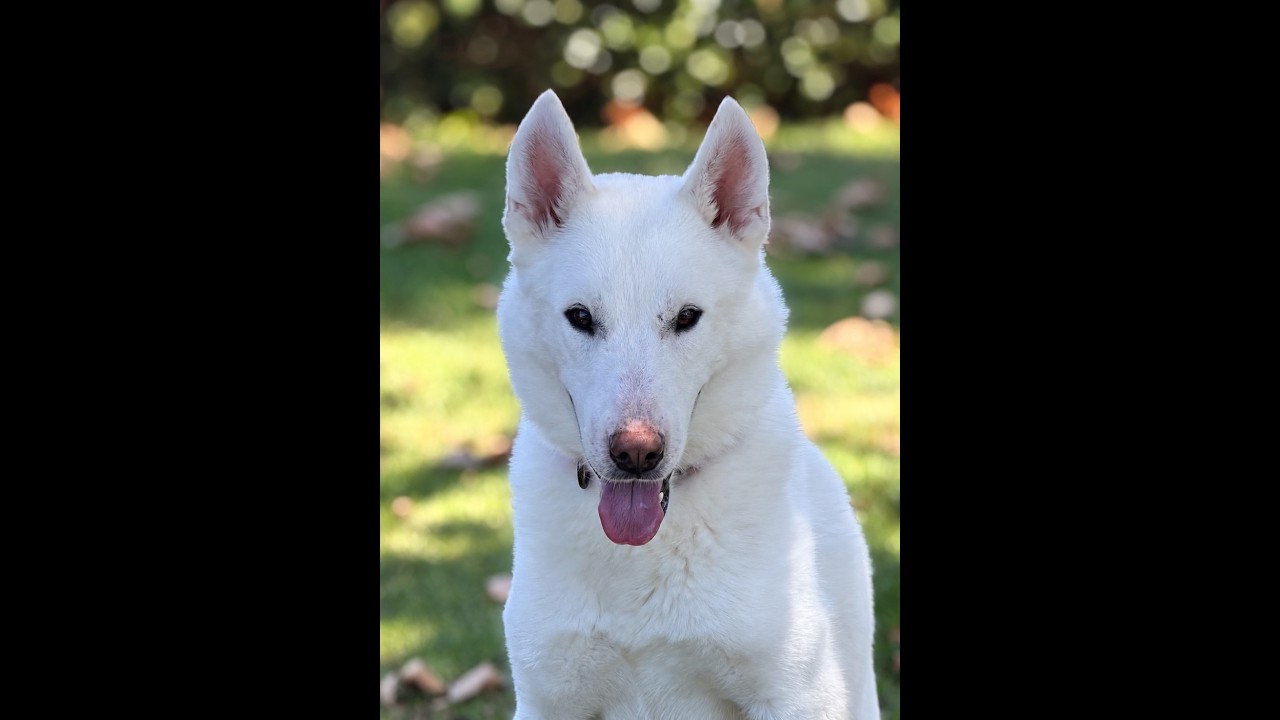 Enlarge Enzo, a Adoptable mixed breed in Torrance, CA video 3/6