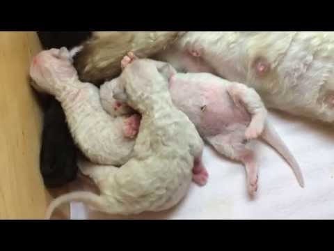 Dziewczynki Klary i Ciastusia 3 doba :)