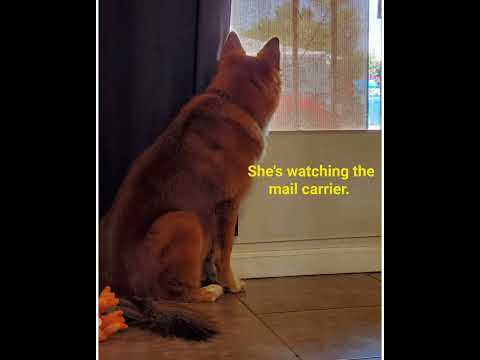 Crystal the Pet Nanny. LLC video.