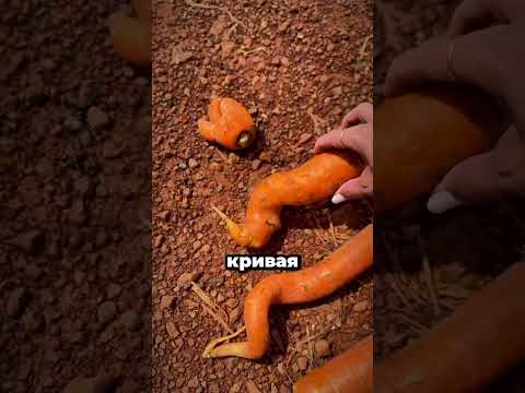 Она покупает 22 ТОННЫ морковки в неделю! 😱🥕