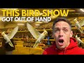 Inside The UK S Most Insane Bird Show Stafford 2025