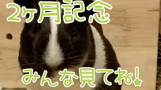 【モルモット】親びんさん、家に来て２ヶ月記念スライド動画#10【guineapig】
