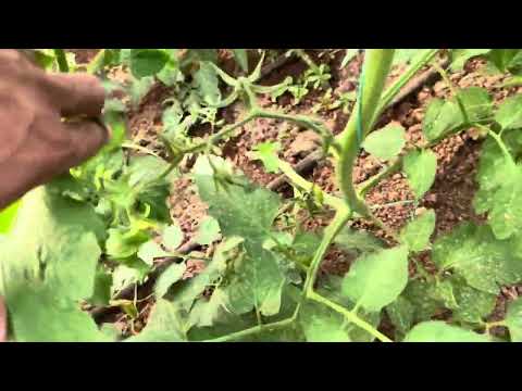 Tomato 30 days after transplant , Yuksel seeds Demiröz F1