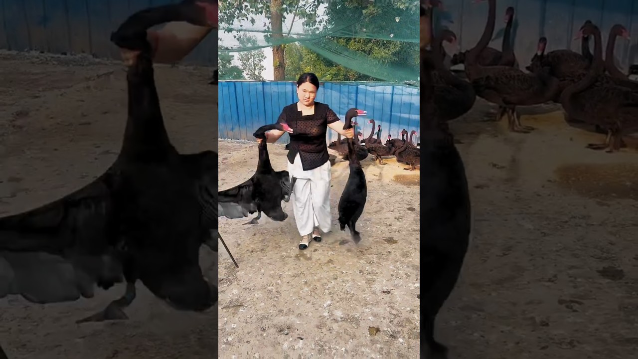 🦢 Black Swan Paradise! Unbelievable Farm Visit 😲 #shorts #BlackSwan #BlackSwans #SwanFarm #Birds