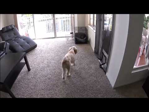 Lerner and Pooch - Small Breed Training video.