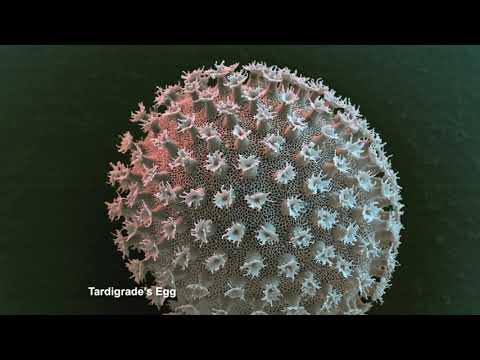 eye of science:  Tardigrade