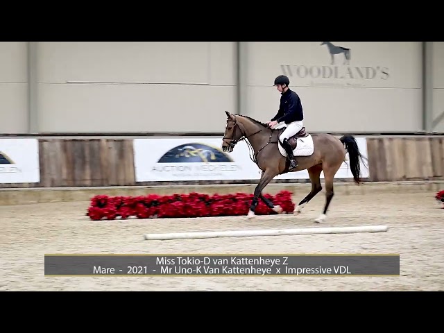 Miss Tokio-D van Kattenheye Z