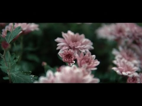 The Charm of Silence | Documentary | Bangalore Flower show 2020