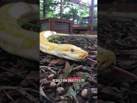 Robot rabbits vs. 6-meter snakes 🐍🐰 #rabbit #snakes #python