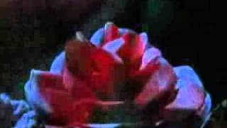 coil - fire of the mind