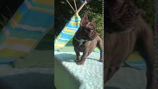 Video preview image #1 French Bulldog Puppy For Sale in CRANSTON, RI, USA