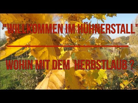 Hühner und Herbstlaub   ! Willkommen im Hühnerstall