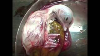 Yaratılış Mucizesine Şahit olmak İstermisiniz. Mutlaka İzleyin..!