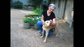 Video preview image #1 Labrador Retriever-Unknown Mix Puppy For Sale in Germanton, TN, USA