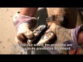 WOPA Claw Treatment Crush SA0038 All Round Lely